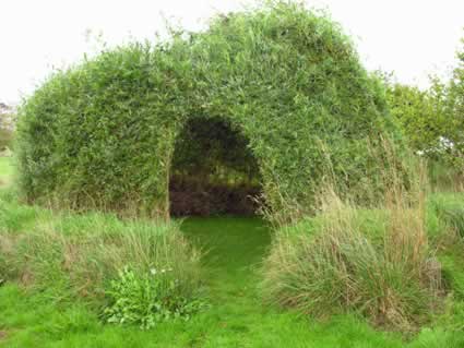 Living Willow dome under construction, exterior